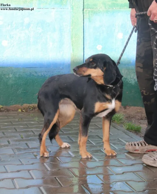 Pies do adopcji, Nowy Dwór Mazowiecki, 13 listopada 2025 (5/5)