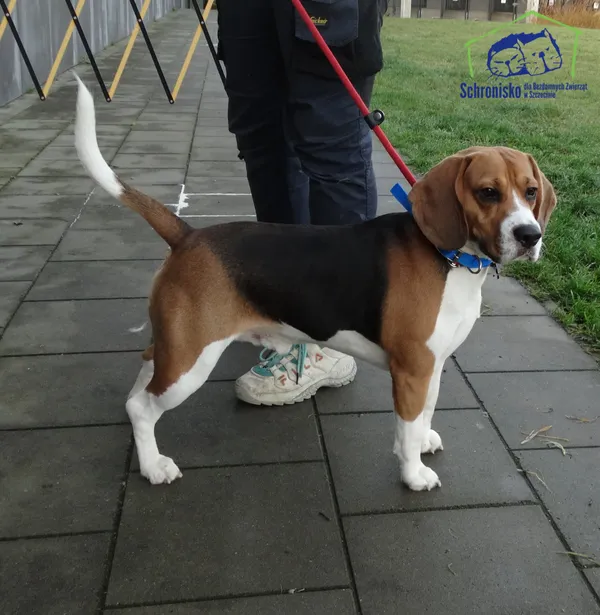 Znaleziono psa, Szczecin, 12 listopada 2025