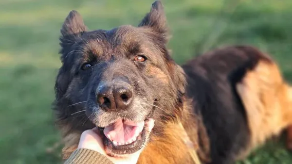 Znaleziono psa, Tatary, 13 października 2025 (1/4)