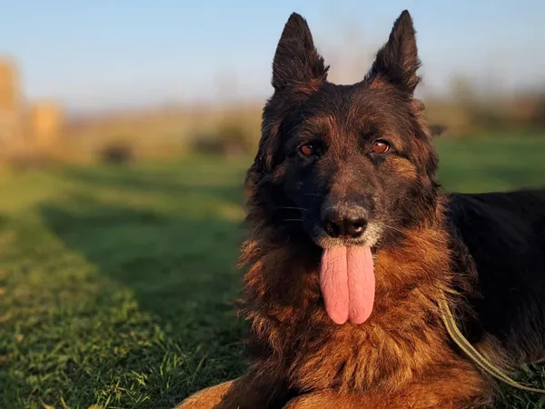 Znaleziono psa, Tatary, 13 października 2025 (2/4)