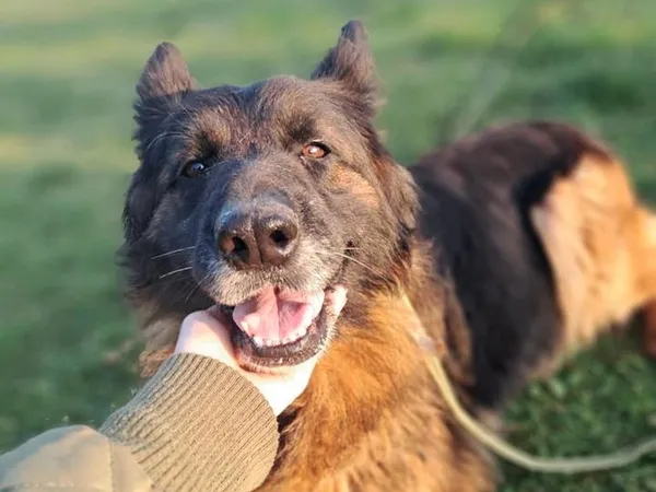 Znaleziono psa, Tatary, 13 października 2025 (4/4)