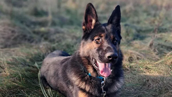 Znaleziono psa, Tatary, 13 października 2025 (1/4)