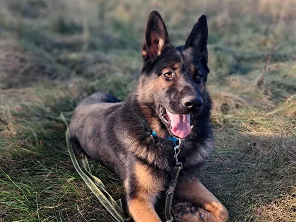 Znaleziono psa, Tatary, 13 października 2025 (2/4)