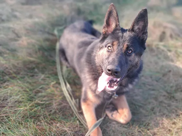 Znaleziono psa, Tatary, 13 października 2025 (3/4)