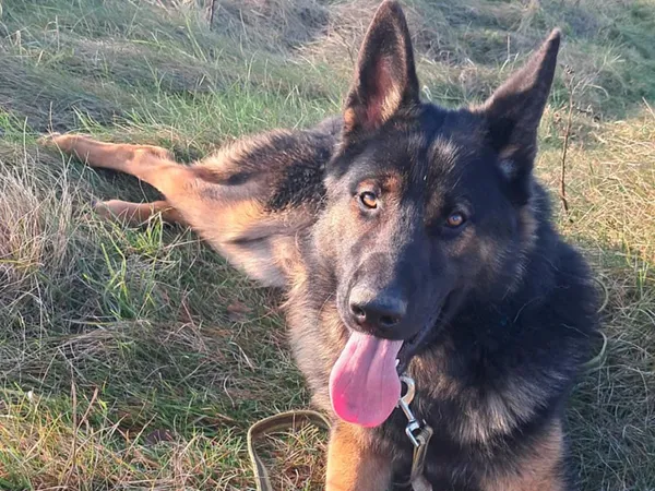 Znaleziono psa, Tatary, 13 października 2025 (4/4)