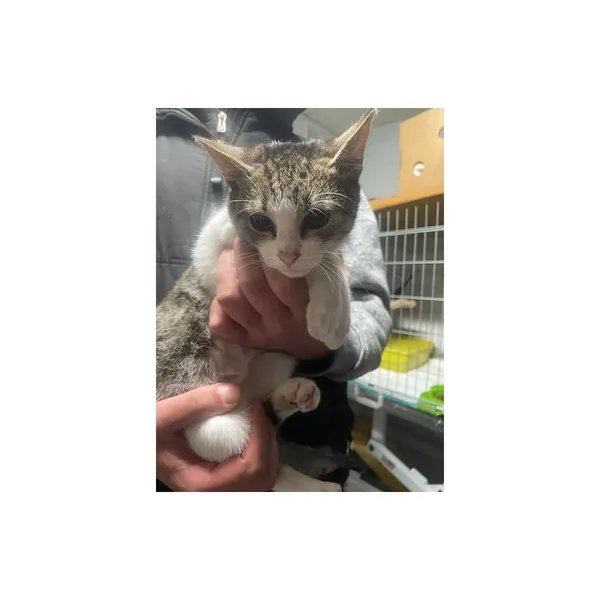 Znaleziono kota, Białystok, 6 października 2025