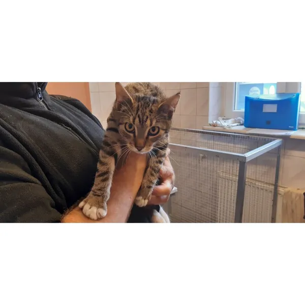 Znaleziono kota, Białystok, 9 października 2025