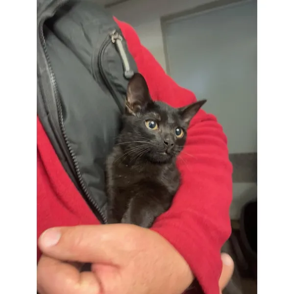 Znaleziono kota, Białystok, 12 listopada 2025