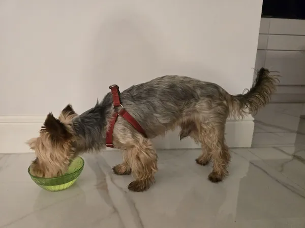 Znaleziono psa, Łódź, 13 listopada 2025