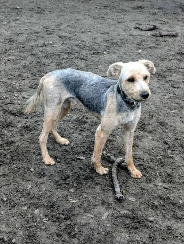 Znaleziono psa, Grudziądz, 10 października 2025