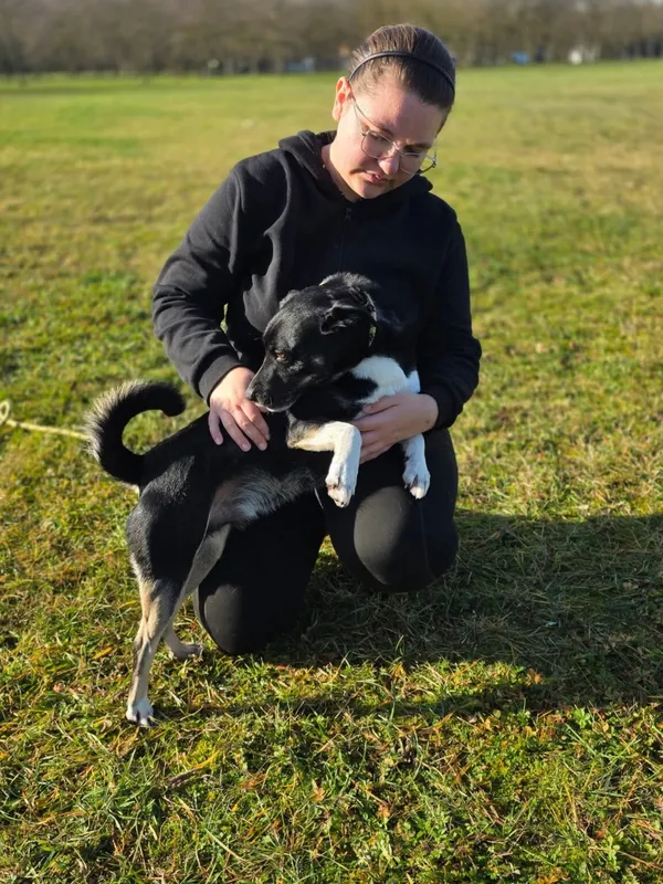 Pies do adopcji, Radom, 23 listopada 2025 (3/5)