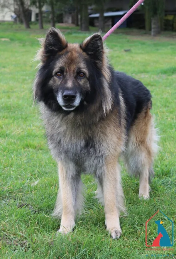 Pies do adopcji, Grudziądz, 17 października 2025