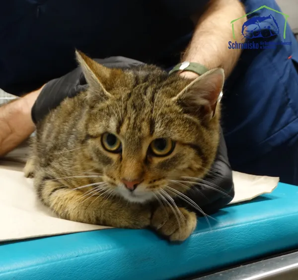 Znaleziono kota, Szczecin, 14 listopada 2025 (1/2)