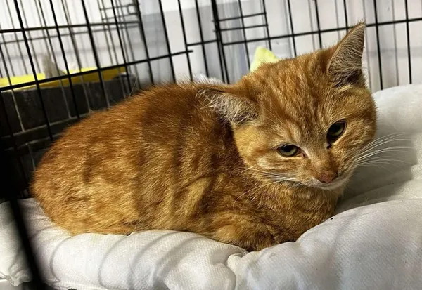 Znaleziono kota, Toruń, 12 listopada 2025