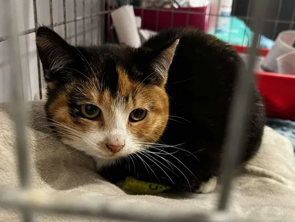 Znaleziono kota, Toruń, 12 listopada 2025