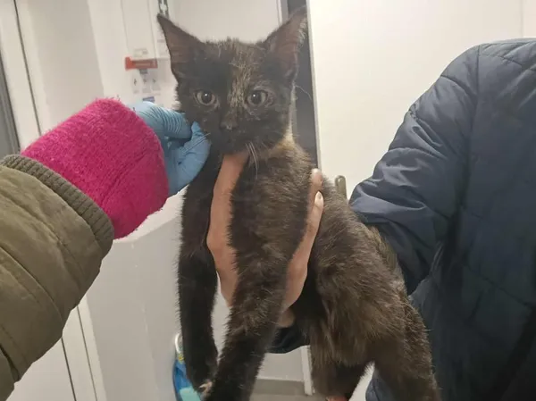 Znaleziono kota, Toruń, 11 listopada 2025