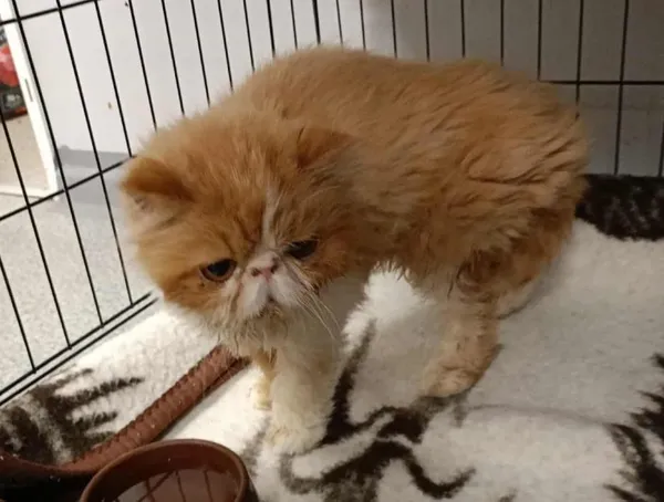 Znaleziono kota, Toruń, 10 listopada 2025