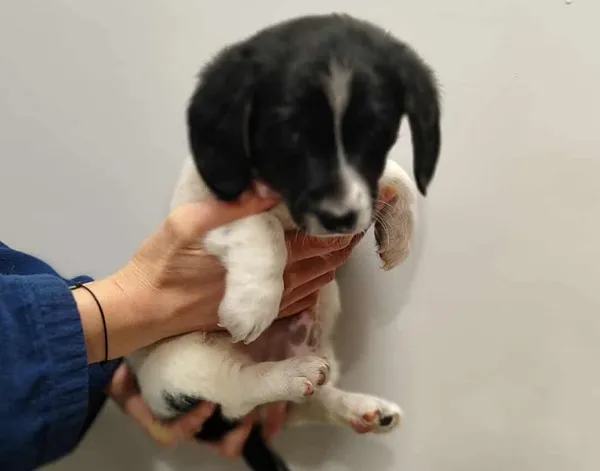 Znaleziono psa, Toruń, 9 listopada 2025