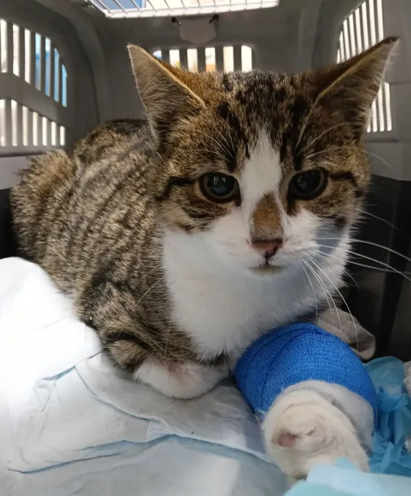 Znaleziono kota, Gdańsk, 14 listopada 2025