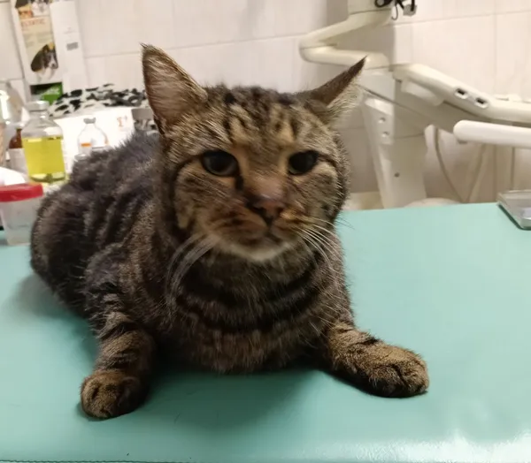 Znaleziono kota, Gdańsk, 14 listopada 2025