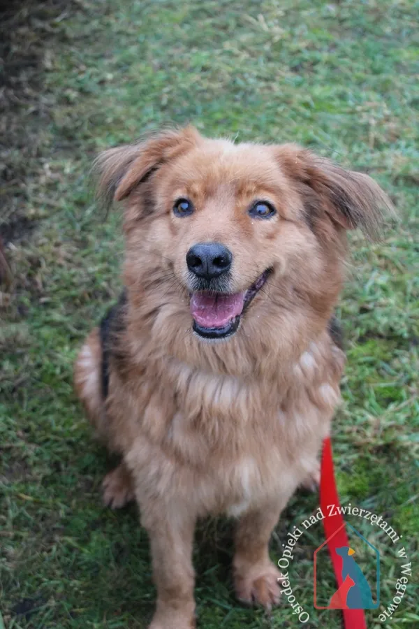 Pies do adopcji, Grudziądz, 23 października 2025