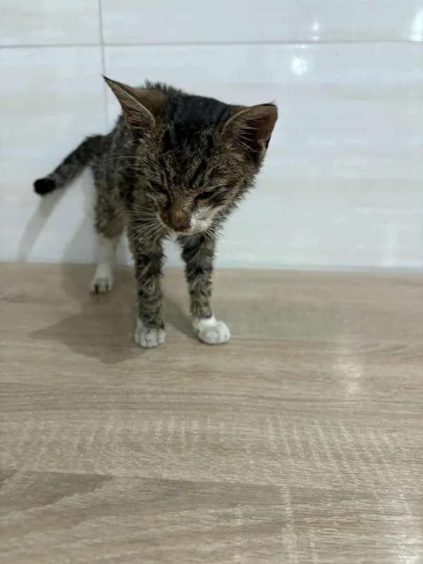 Znaleziono kota, Czartki, 14 listopada 2025