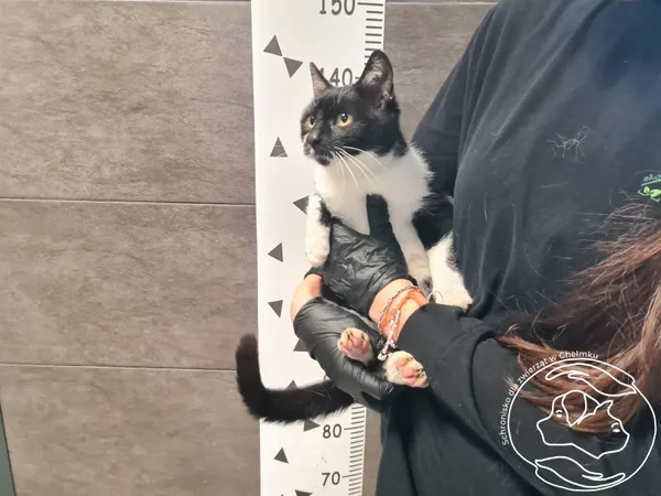 Kot do adopcji, Chełmek, 28 października 2025