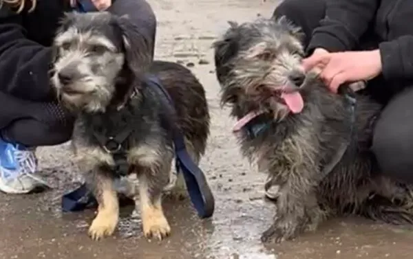 Pies do adopcji, Głowno, 14 listopada 2025 (3/4)