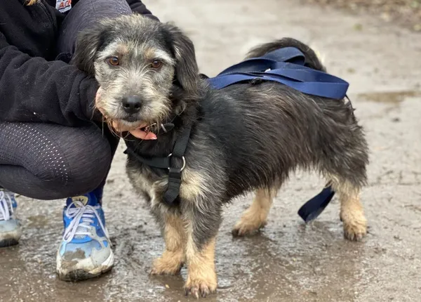 Pies do adopcji, Głowno, 14 listopada 2025 (4/4)