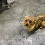 Pies do adopcji