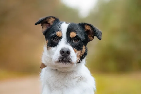 Pies do adopcji, Nowodwór, 13 listopada 2025 (2/5)