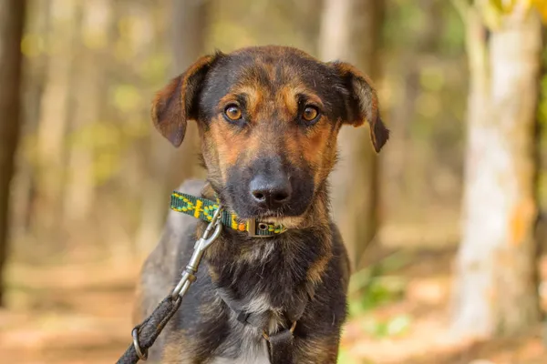 Pies do adopcji, Nowodwór, 13 listopada 2025 (5/5)