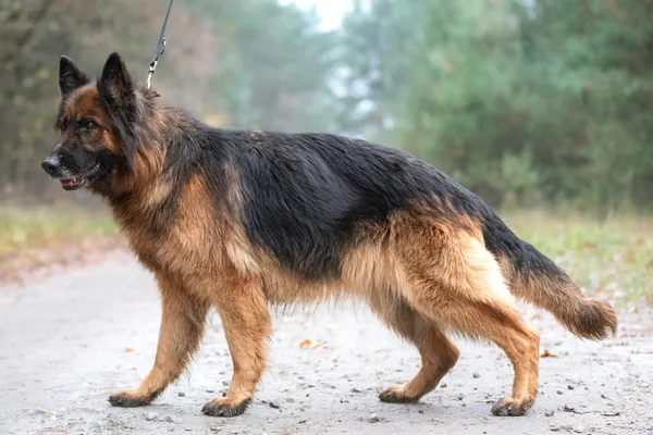 Pies do adopcji, Nowodwór, 13 listopada 2025 (1/5)