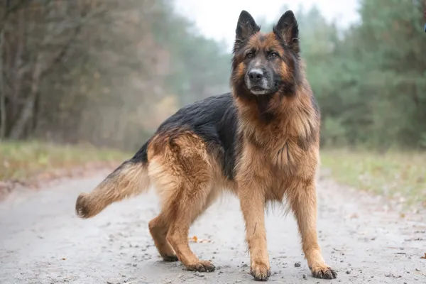 Pies do adopcji, Nowodwór, 13 listopada 2025 (2/5)