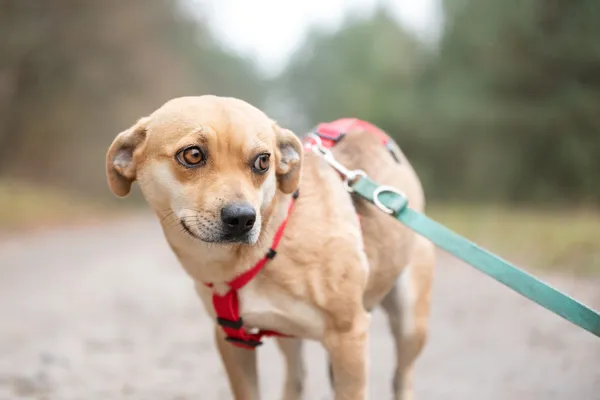 Pies do adopcji, Nowodwór, 13 listopada 2025 (2/5)