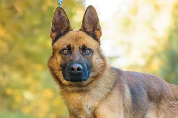 Pies do adopcji, Nowodwór, 13 listopada 2025 (2/5)