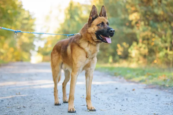 Pies do adopcji, Nowodwór, 13 listopada 2025 (3/5)