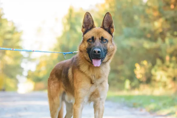 Pies do adopcji, Nowodwór, 13 listopada 2025 (5/5)