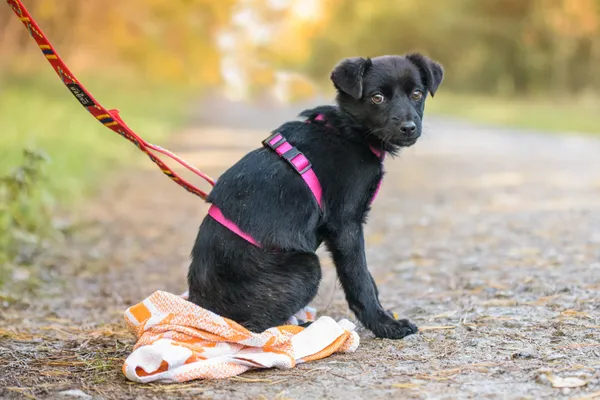 Pies do adopcji, Nowodwór, 13 listopada 2025 (2/5)