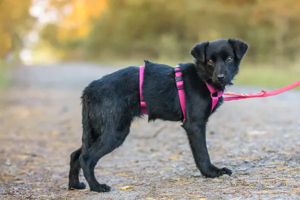 Pies do adopcji, Nowodwór, 13 listopada 2025 (4/5)