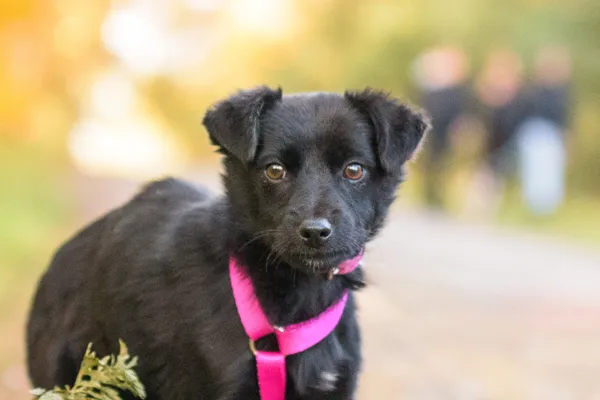 Pies do adopcji, Nowodwór, 13 listopada 2025 (5/5)