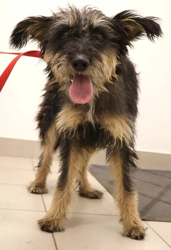 Znaleziono psa, Łódź, 14 listopada 2025 (2/2)