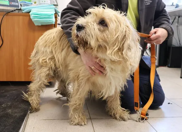 Znaleziono psa, Łódź, 14 listopada 2025 (2/5)