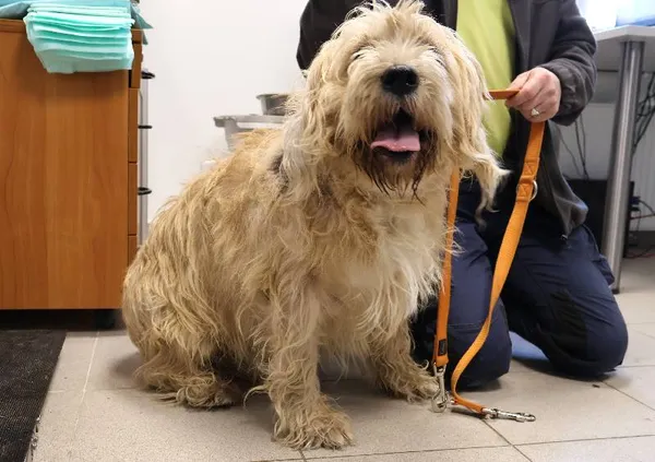 Znaleziono psa, Łódź, 14 listopada 2025 (3/5)