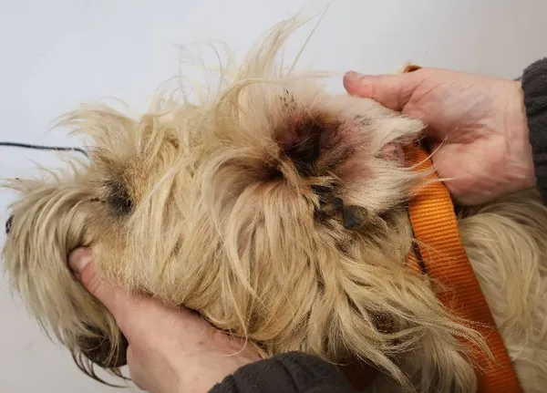 Znaleziono psa, Łódź, 14 listopada 2025 (4/5)