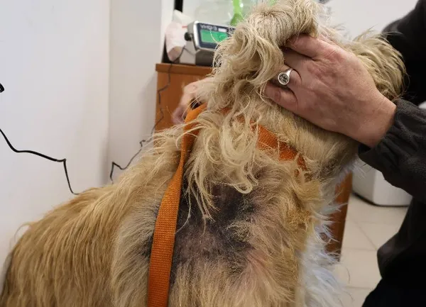 Znaleziono psa, Łódź, 14 listopada 2025 (5/5)