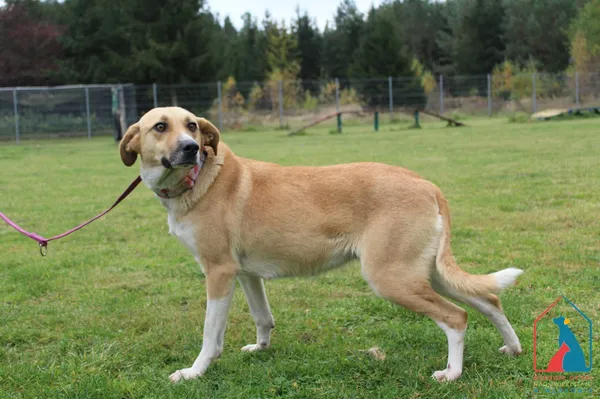 Pies do adopcji, Grudziądz, 29 października 2025