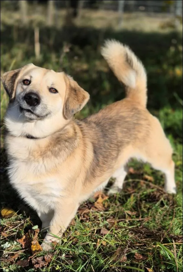 Znaleziono psa, Grudziądz, 17 września 2025