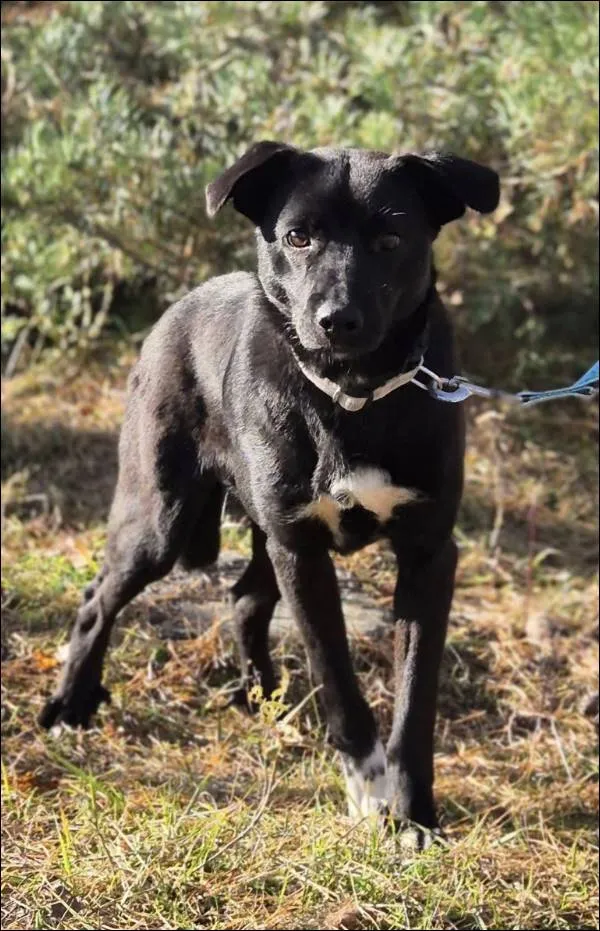 Znaleziono psa, Grudziądz, 22 czerwca 2025