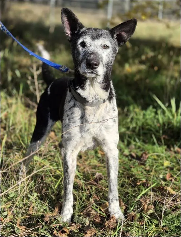 Znaleziono psa, Grudziądz, 17 września 2025